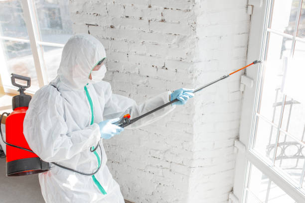  , MI Mold Removal Services Pros